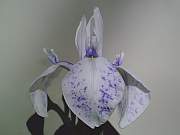 White Spotted